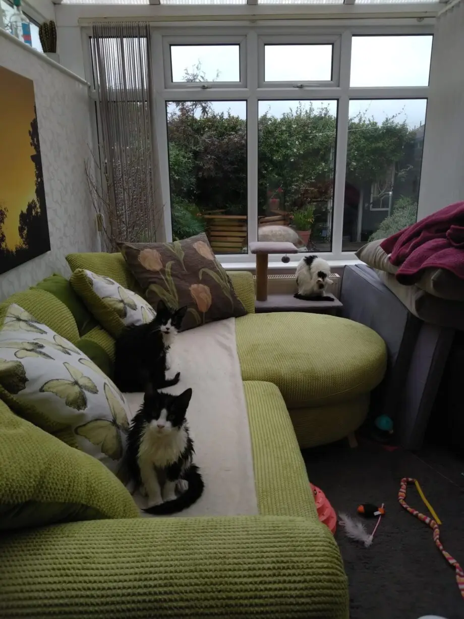 DFS sofa