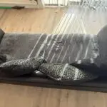 black and brown