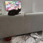 Ikea, Grey and white, Sofa