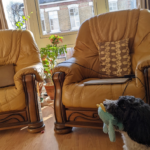 2 solid oak leather armchairs with