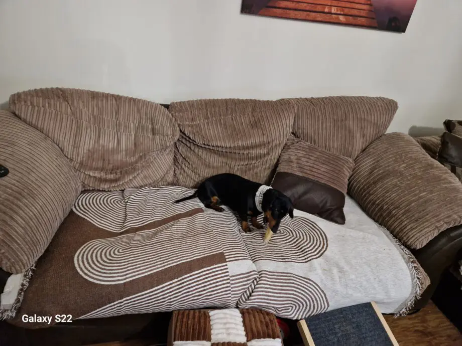 Dfs coffee colour sofas