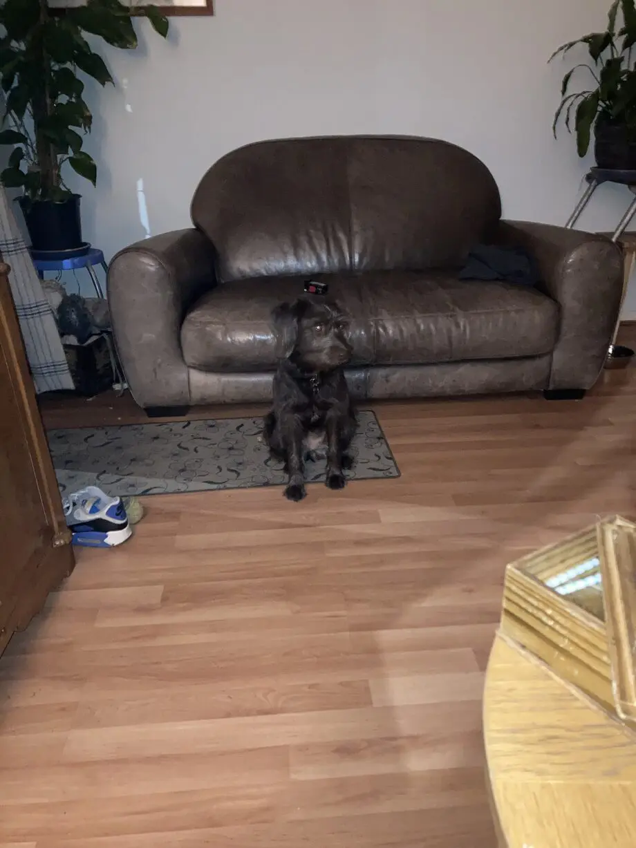Brown leather sofa