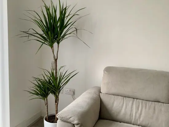 Sofology corner sofa