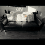 2 black leather sofas with silver feet from DFS